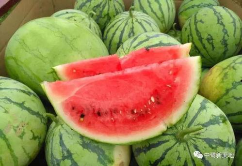 官网吃瓜,官网视角下的吃瓜文化全解析