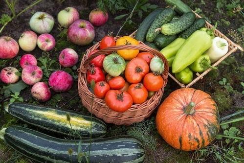 5亿吃瓜网,网络舆论场中的风云变幻