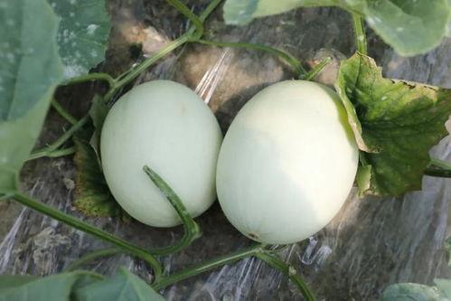 吃瓜官网蘑菇视频在线播放