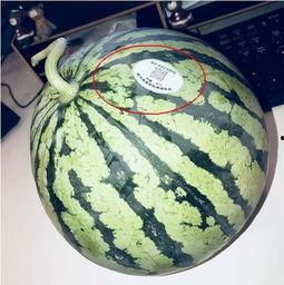 网红猎奇吃瓜,揭秘网红猎奇吃瓜背后的真相与争议