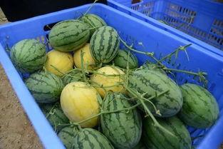 吃瓜爆料群网红