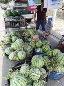 诸暨网红吃瓜事件视频最新,真相揭秘，网络舆论的漩涡与反思