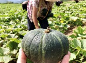 商洛网红吃瓜事件真相是真的吗,真相揭秘，还原事件始末