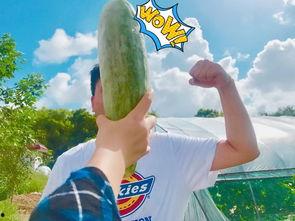 网红助理吃瓜搞笑,揭秘娱乐圈幕后趣闻