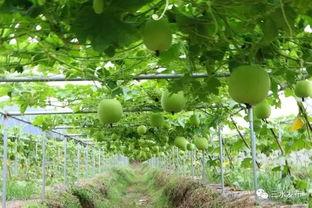 吃瓜官网入口地址,一探究竟的入口地址大揭秘