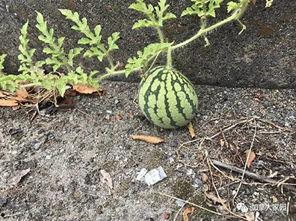 网络吃瓜网红叫什么,揭秘网络红人的幕后故事
